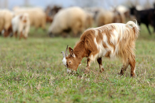 Goat in meadow