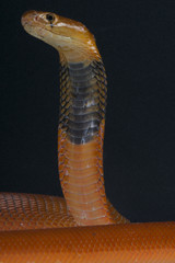Spitting cobra / Naja pallida