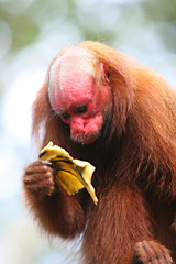 Bald Uakari