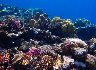 Plakat rafa koralowa