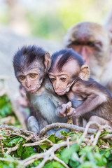 Baby macaque monkey