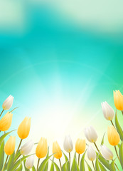 Summer card with white tulips