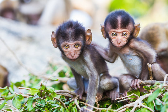 Baby Macaque Monkey