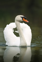 Mute swan swimming