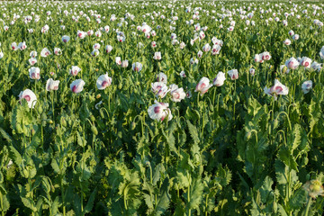 Fototapeta premium agriculture poppy field