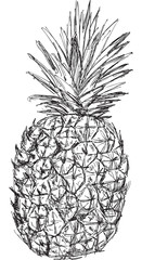 single pineapple sketch isolated on white