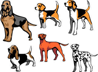 hound dog breeds - obrazy, fototapety, plakaty