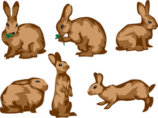 Obraz premium rabbit
