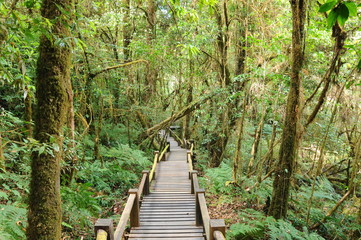 Obraz premium the walk way in the rainforest ,