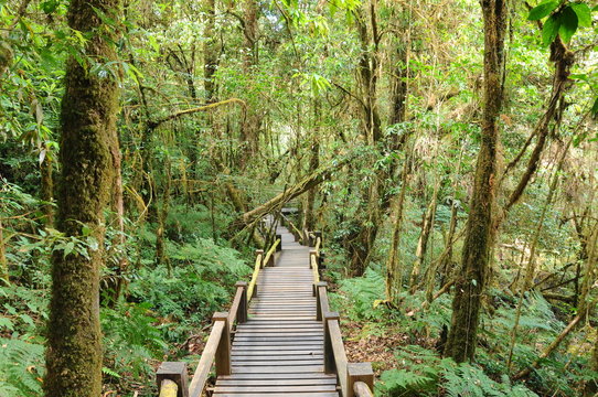 the walk way in the rainforest ,