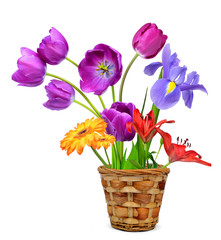 Spring flowers in pot isolated on white background