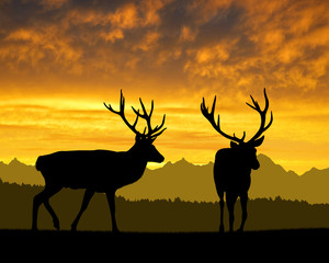 Deers silhouettes in the sunset