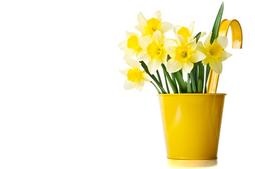 Daffodils in a yellow flowerpot