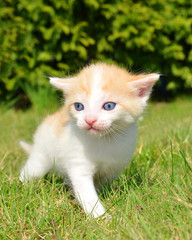 Young cat in the grass