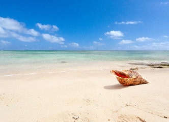 coquillage sur plage de l'île Maurice
