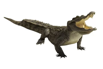 Abwaschbare Fototapete Krokodil Krokodil