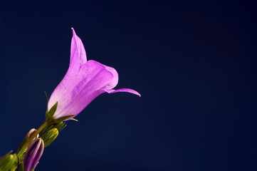 Ringtone or Campanula - purple flowers .
