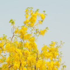 Fototapeta premium Golden shower tree (Cassia fistula) with blue sky