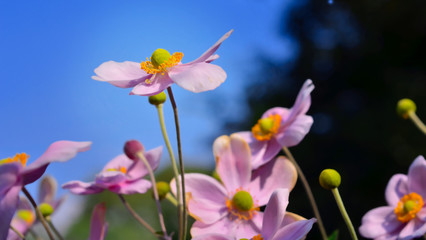 Beautiful anemone flowers in the soft late afternoon light