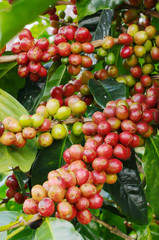 Coffee beans ripening on a tree