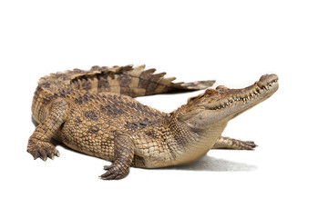Fototapeta premium krokodyl