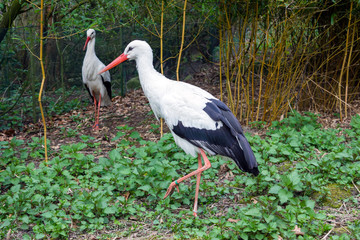 Weißstörche in Bewegung - Ciconia ciconia