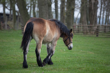 Fototapeta premium Pferd