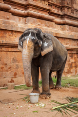 Obraz premium Elephant in Hindu temple