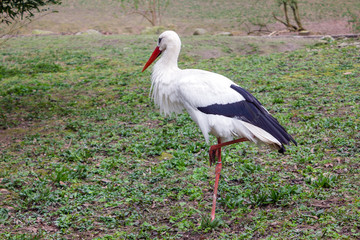 Weißstorch - Ciconia ciconia