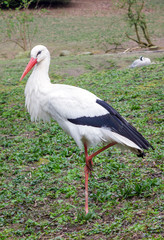 Weißstorch - Ciconia ciconia