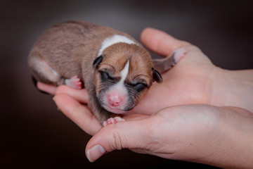 Cute newborn basenji puppy (first day) on brown background