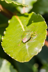 puce sur une feuille