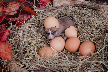 Cute newborn basenji puppy (first day) in nest