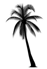 silhouetted coconut tree