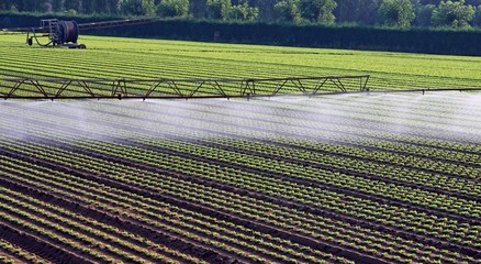 automatic irrigation system for a field of salad