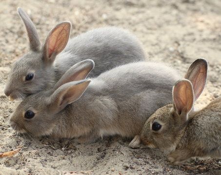 rabbits with the soft hair and long ears