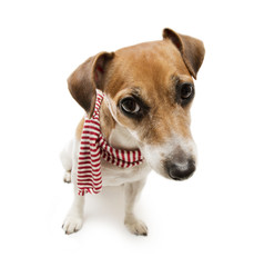 Fashion cool dog in a scarf