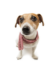 Fashion cool dog in a scarf
