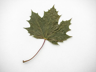 feuille automne