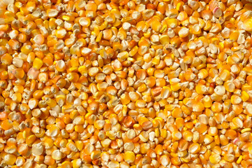 Beans of corn