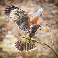 Fototapeta premium buzzard bird