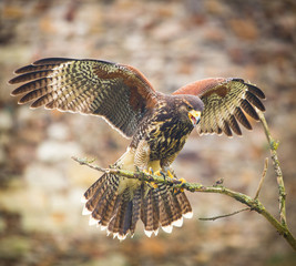 buzzard bird