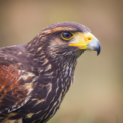 buzzard bird