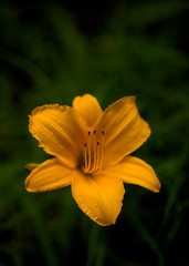 黄菅