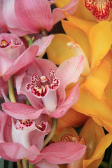 Pink and Yellow cymbidium orchids