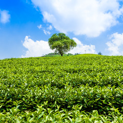 Fototapeta na wymiar Green tea garden on the hill