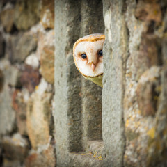 Obraz premium barn owl bird
