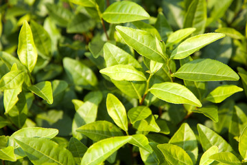 Fototapeta na wymiar Green tea bud and leaves