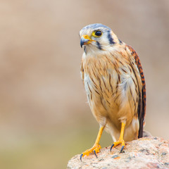 Obraz premium kestrel varied bird