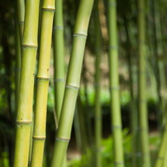 Obraz na płótnie Canvas Bamboo forest background